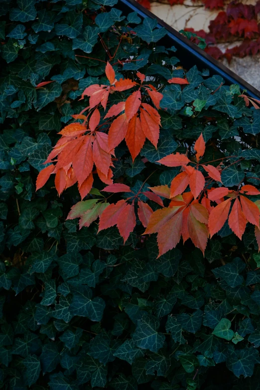 the leaves on this tree are turning orange