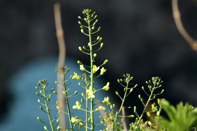 the yellow flowers and buds are beginning to emerge