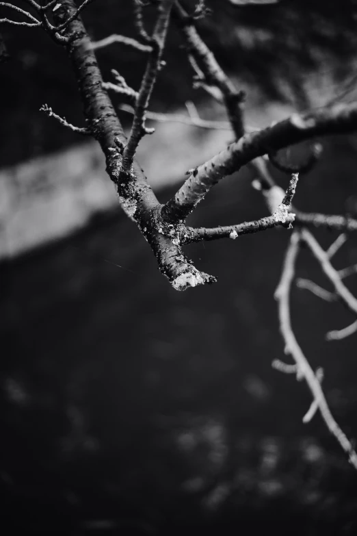 a black and white po of a tree in winter