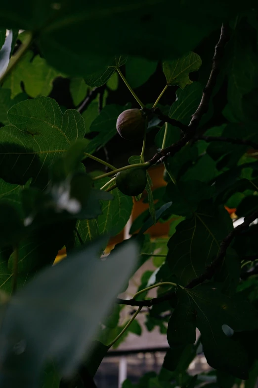 an up close s of a green leafy tree