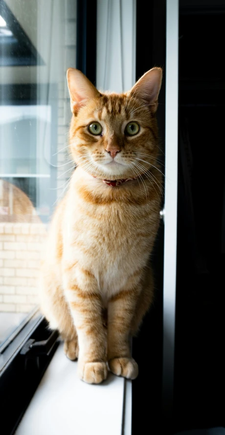 a cat standing on a window sill in a house