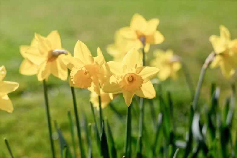 the beautiful yellow daffodils look like they are moving in the wind