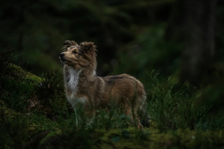 a dog that is standing in the grass