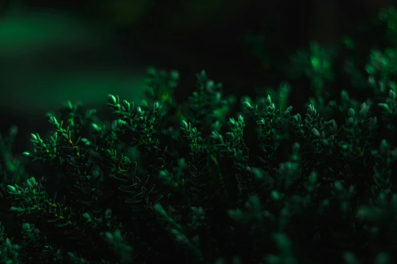 close up of an evergreen tree in a blurry area