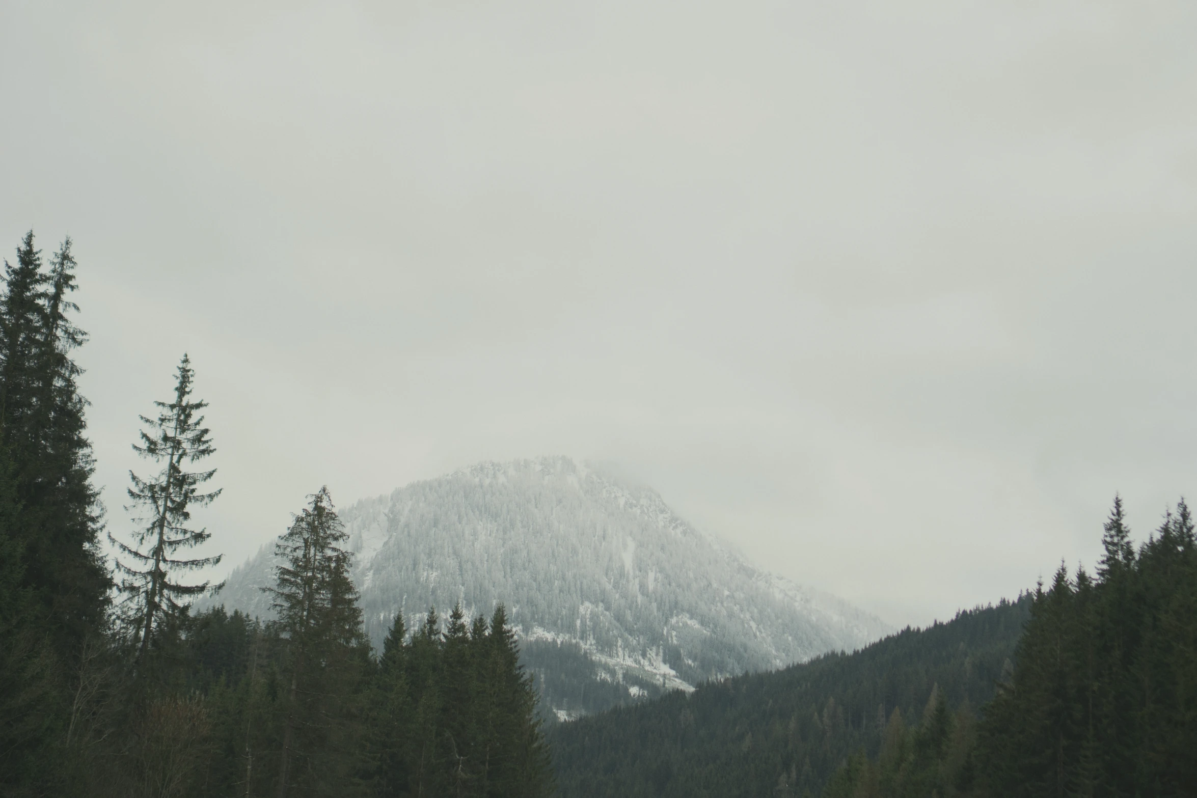 an evergreen covered mountain with trees in the foreground