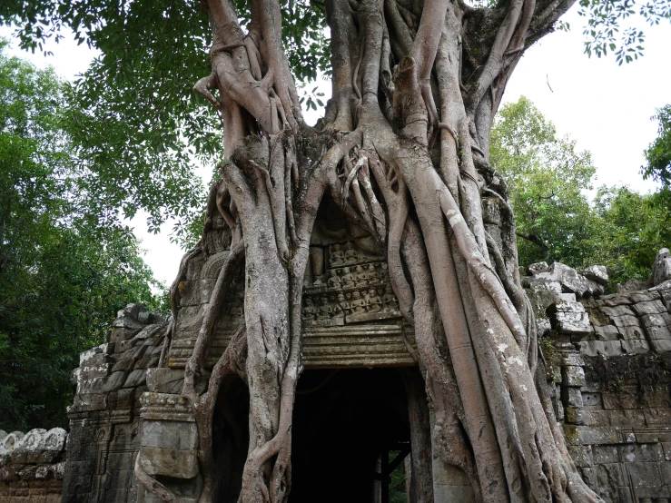 the ancient trees and rocks are making up the entrance to a large building