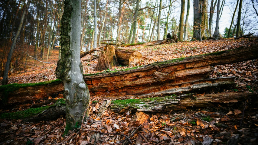 an image of a fallen tree in the woods