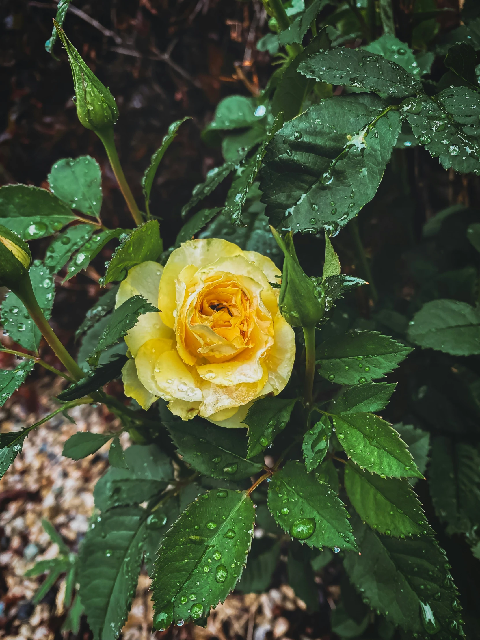 there is a yellow rose that is in the wild