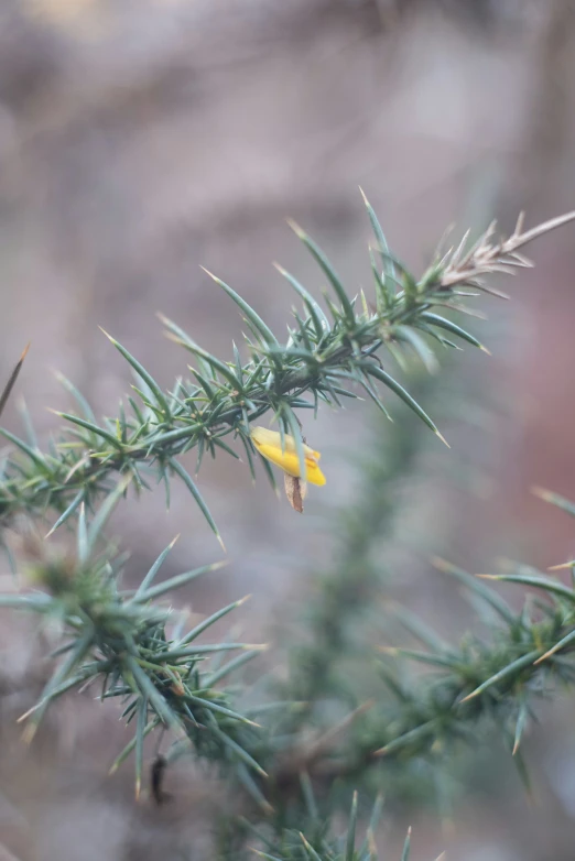 a tiny yellow flower is hanging from a nch