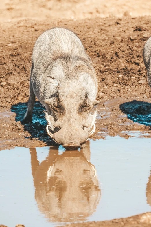 a single white rhino drinking water with its nose covered