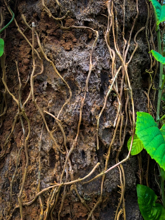 vines on rocks and plants growing on them