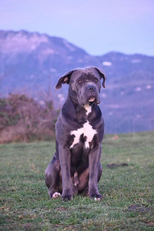 large, muscular dog sitting in grass near mountains