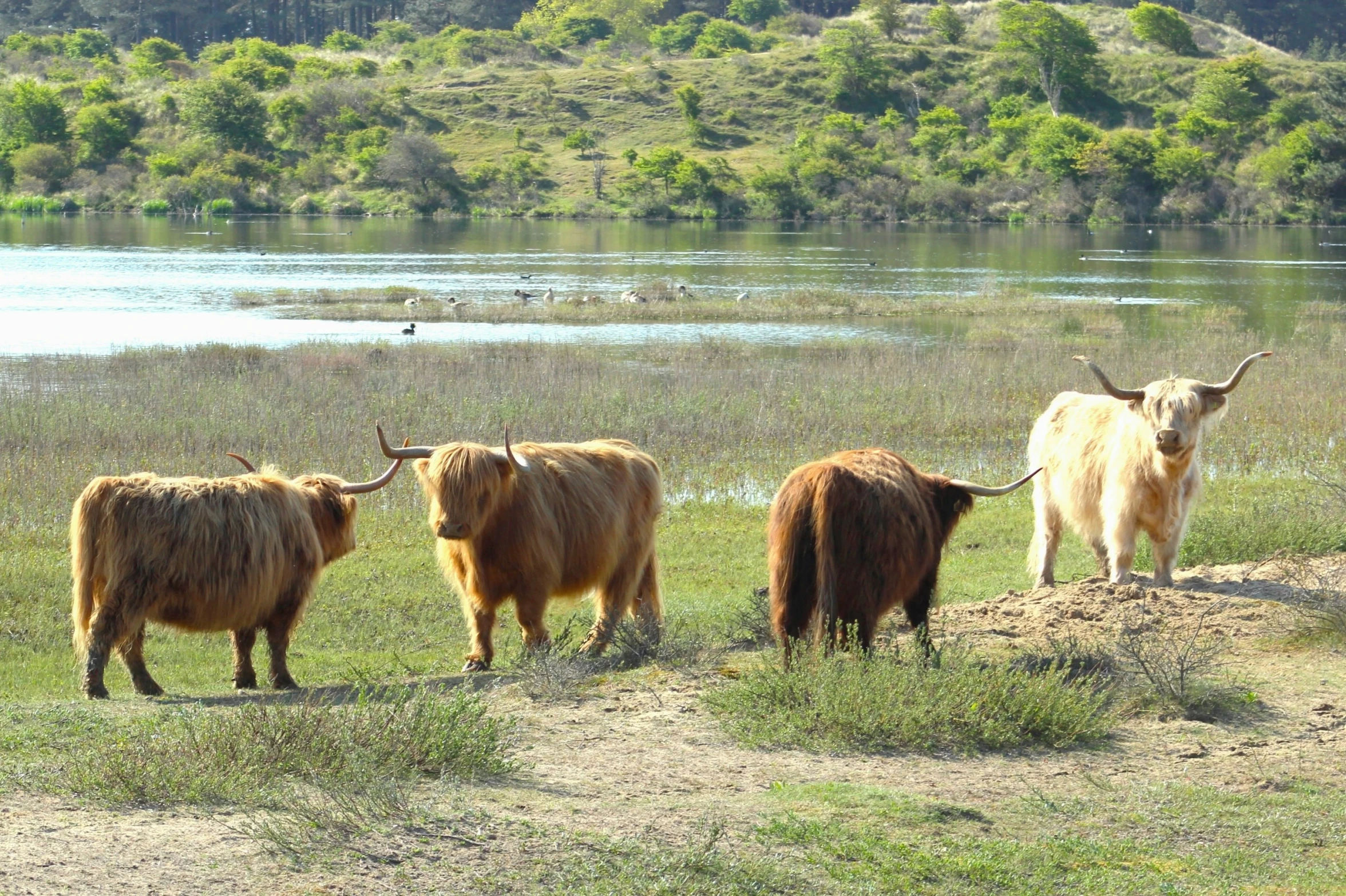 three yaks are standing on a grassy area by the water