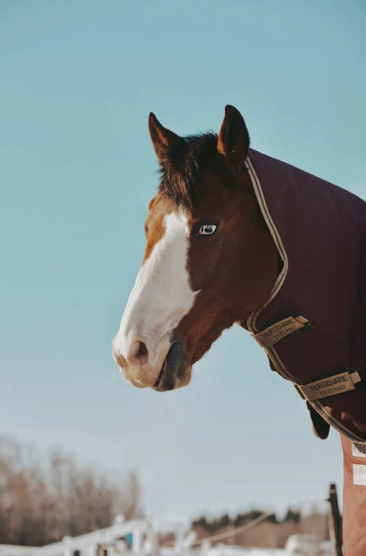 a horse wearing a brown and white cover on its face