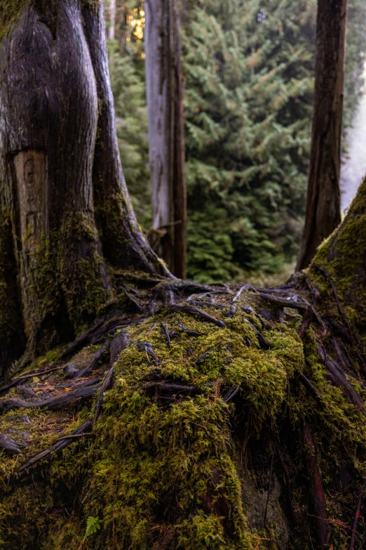 a large tree root in a green forest