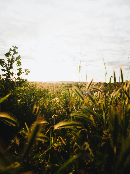 a field of tall grass and weeds with the sun going down