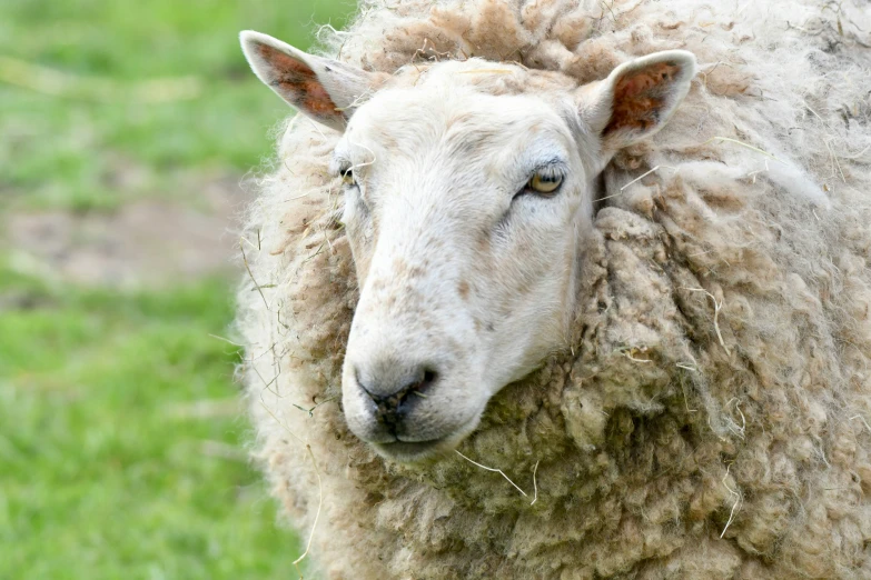 a sheep with very dirty wool and big eyes