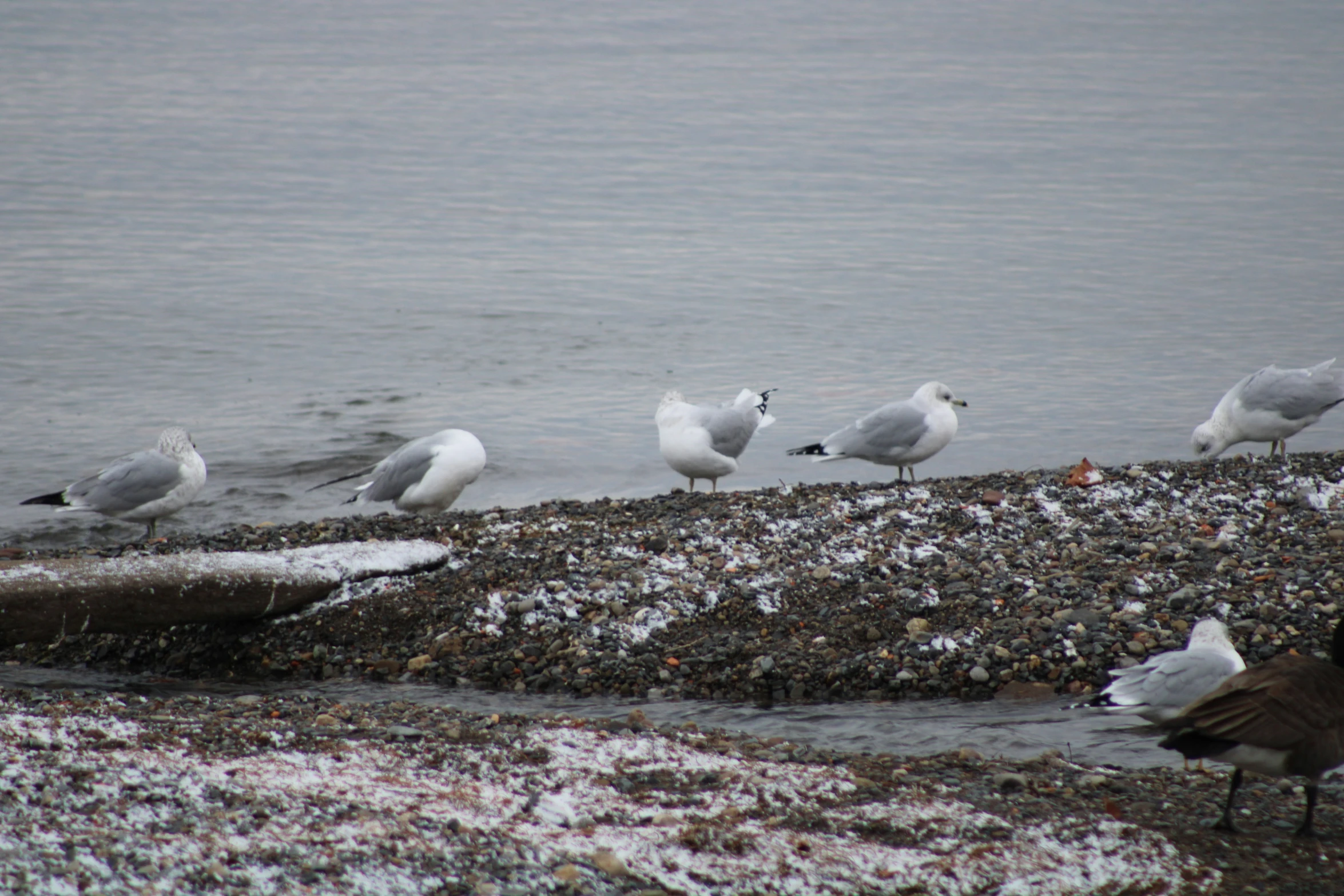 five seagulls are standing on the shoreline