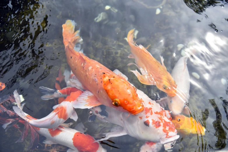 many different colored fish swimming in the water