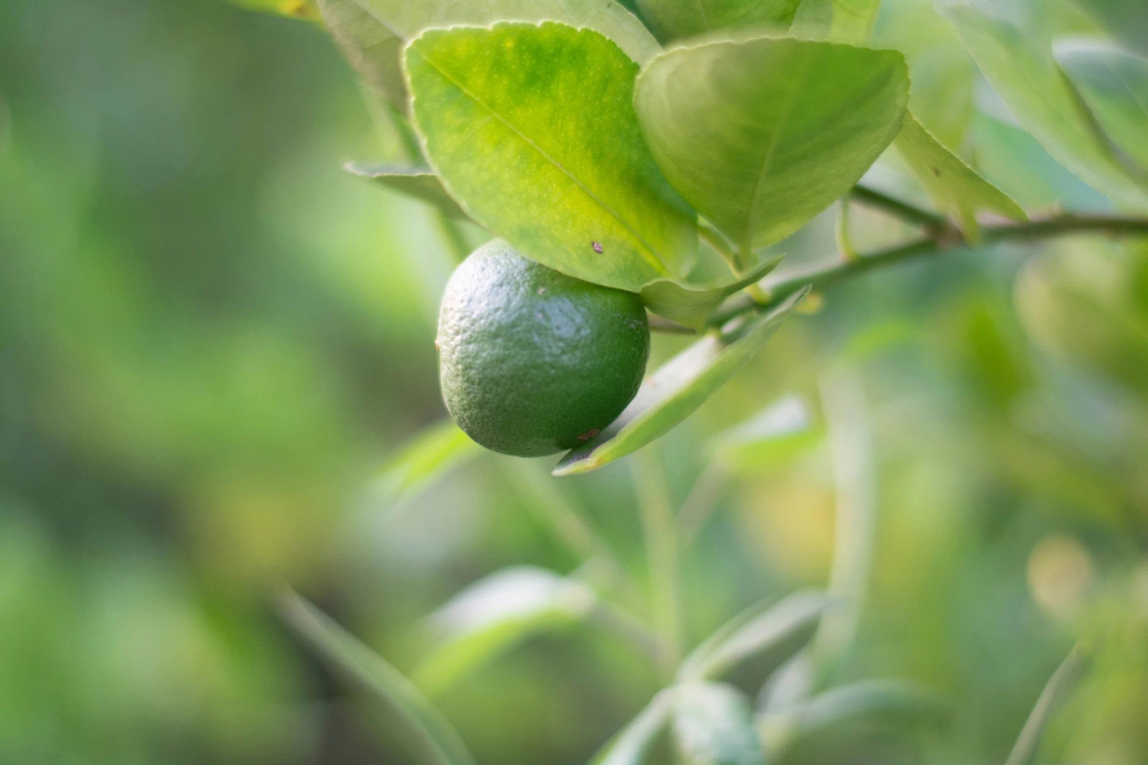 some fruits that are growing on a tree