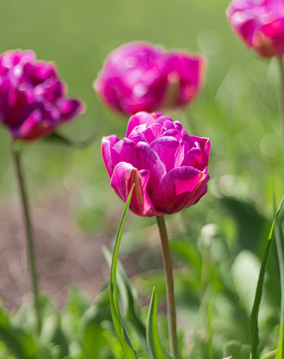 a close up of many flowers near one another