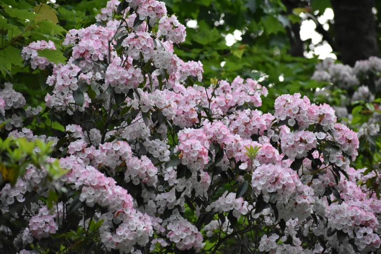 a bush of pink and white flowers outside