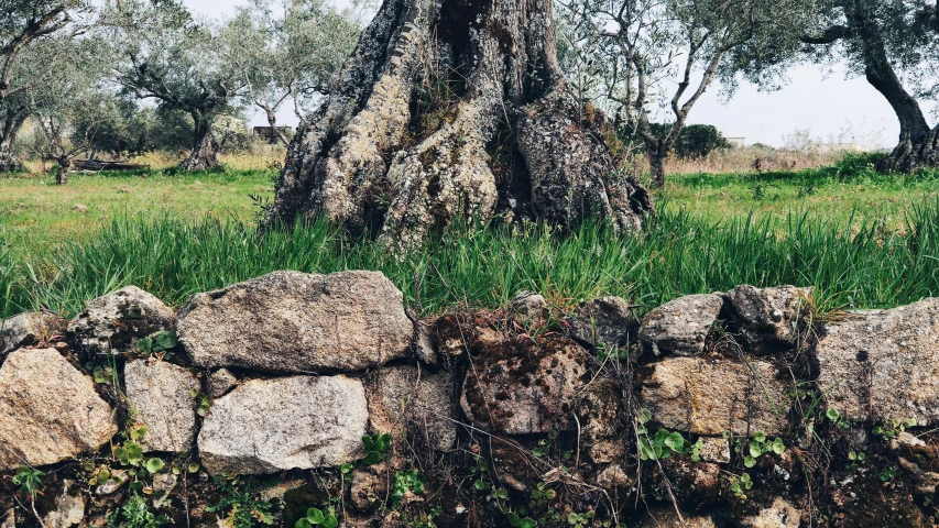 a stone wall around a large tree in a field