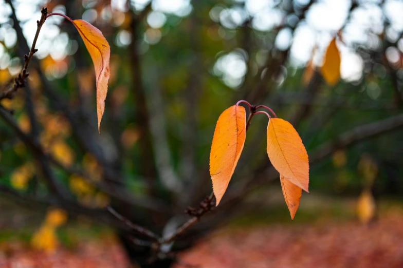 the leaves are hanging up and changing colors