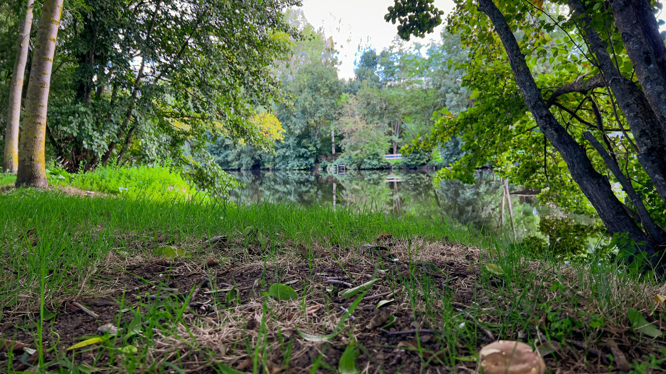 the river running through a park next to some trees