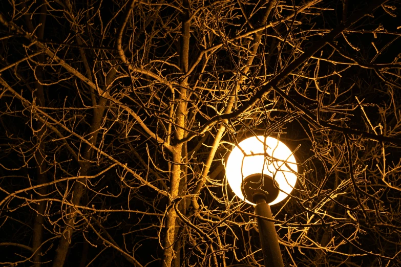 a black circle is seen through a tree