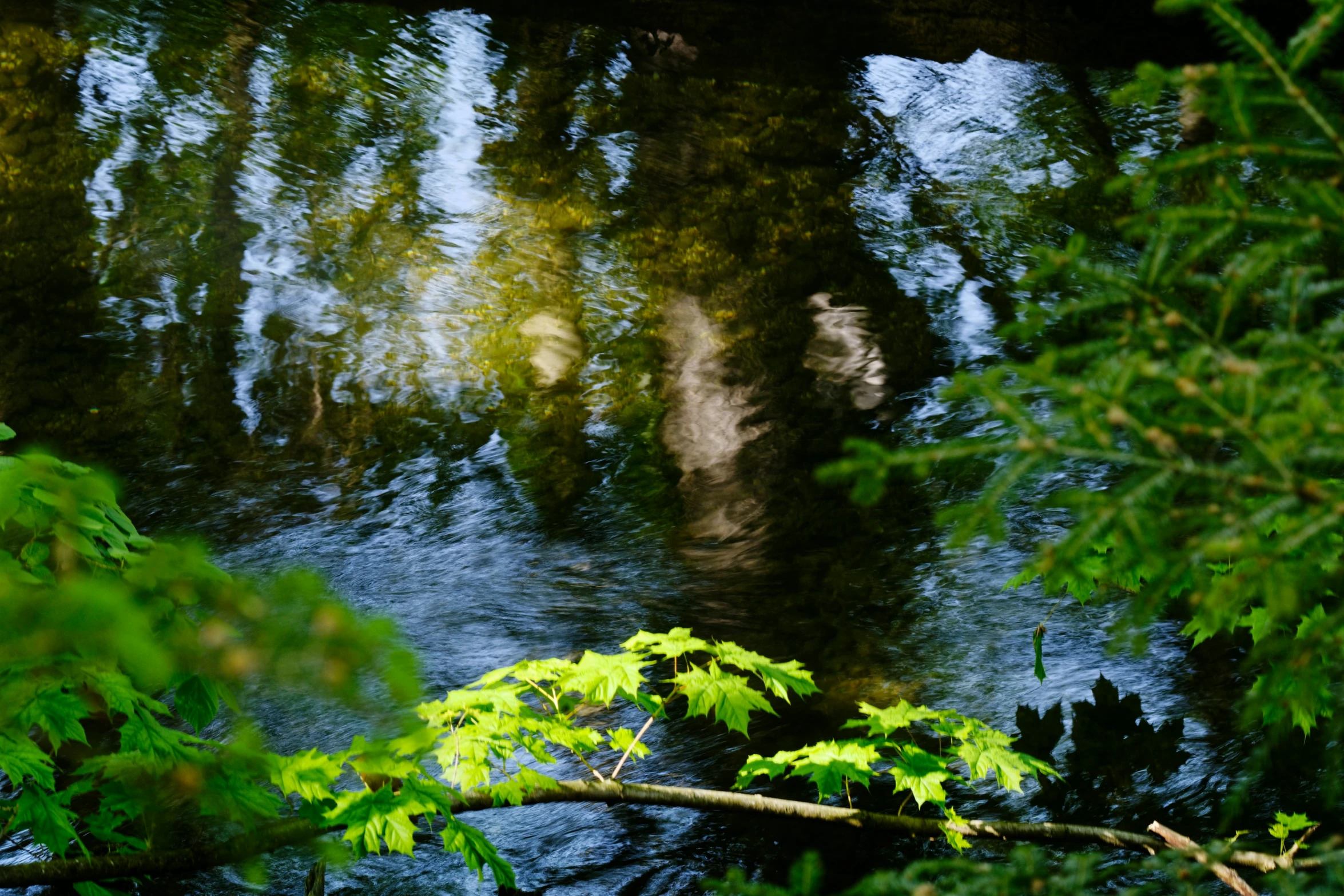 trees are reflected on a clear day in the creek