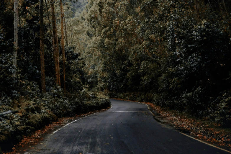 an empty road winding through a forest filled with trees