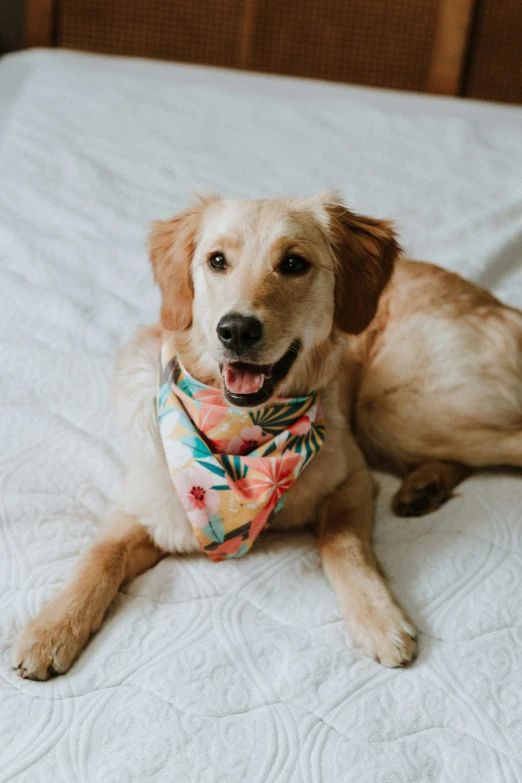 an image of dog wearing a flowered bandana on bed