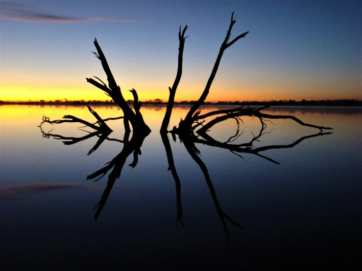 dead trees reflecting the sunset in water