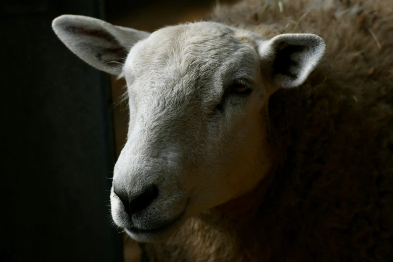 a sheep is looking into the camera with its face slightly visible