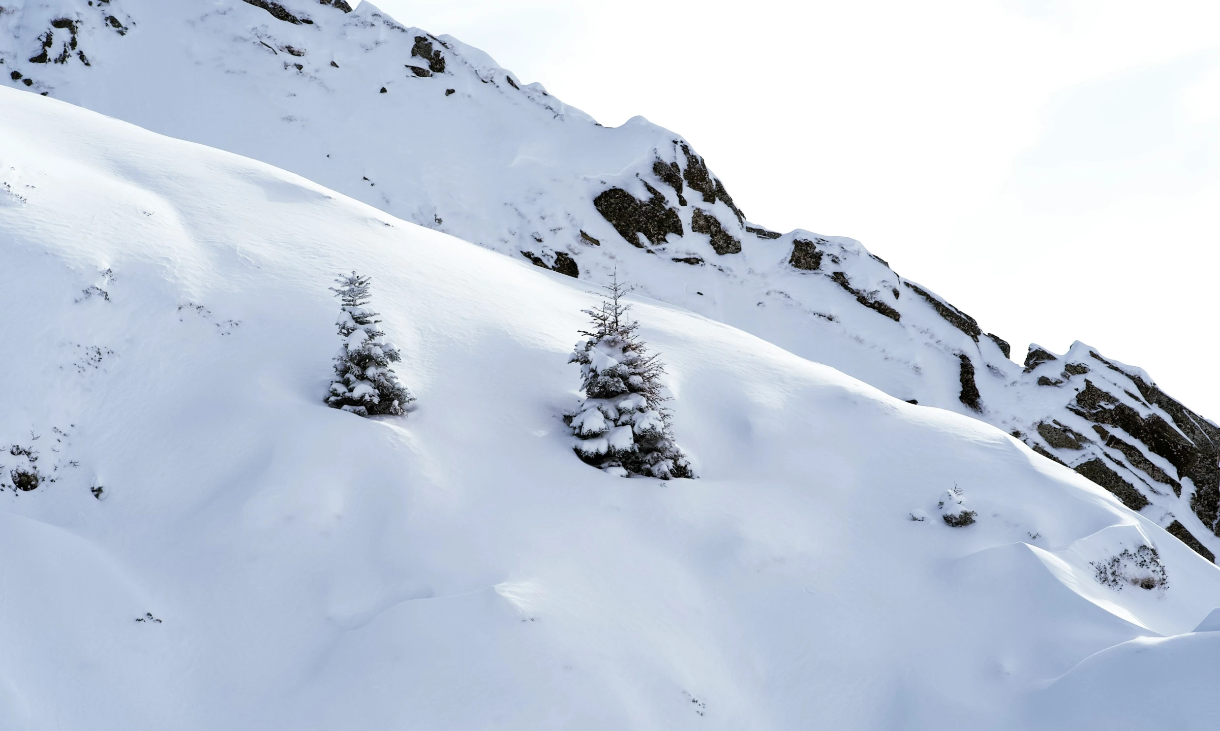 two small evergreen trees stand in deep snow