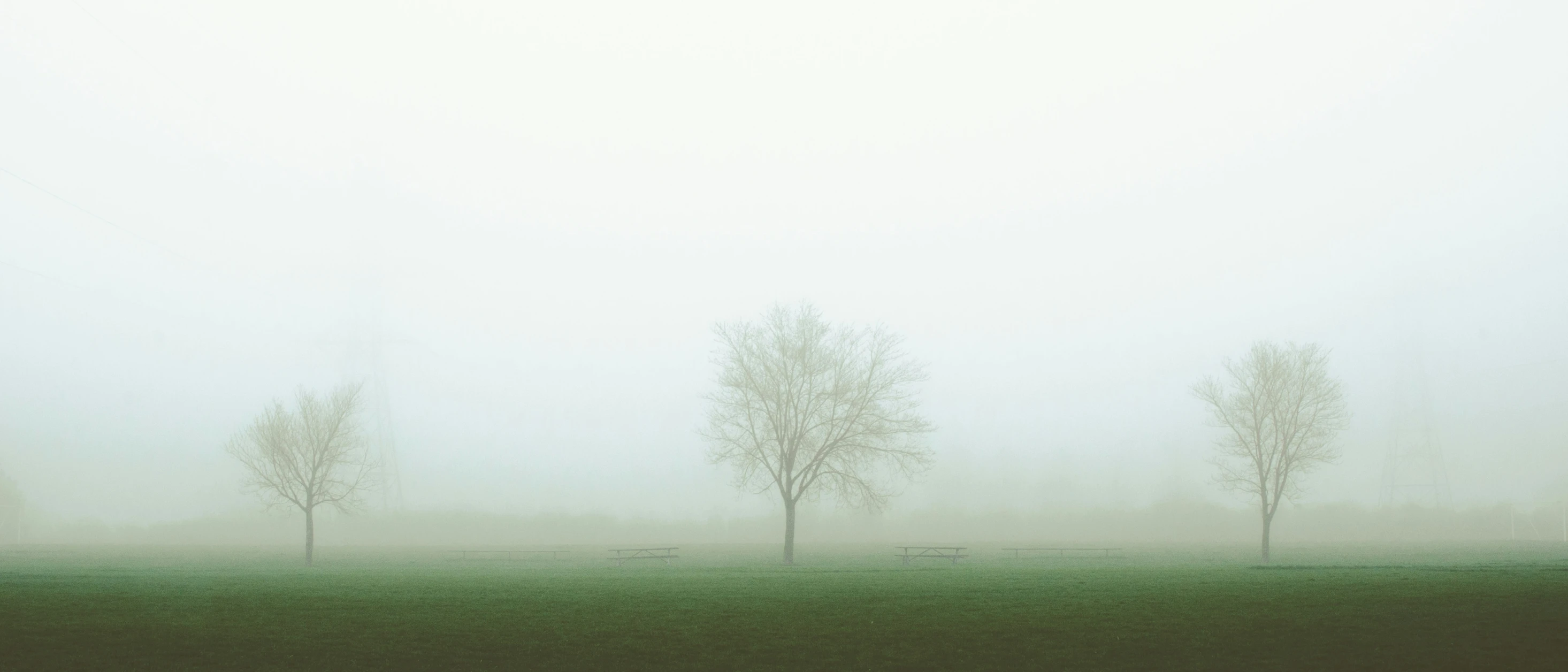 trees standing in the fog near an empty field