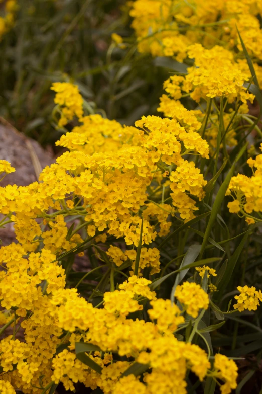 yellow flowers are growing on the side of a road