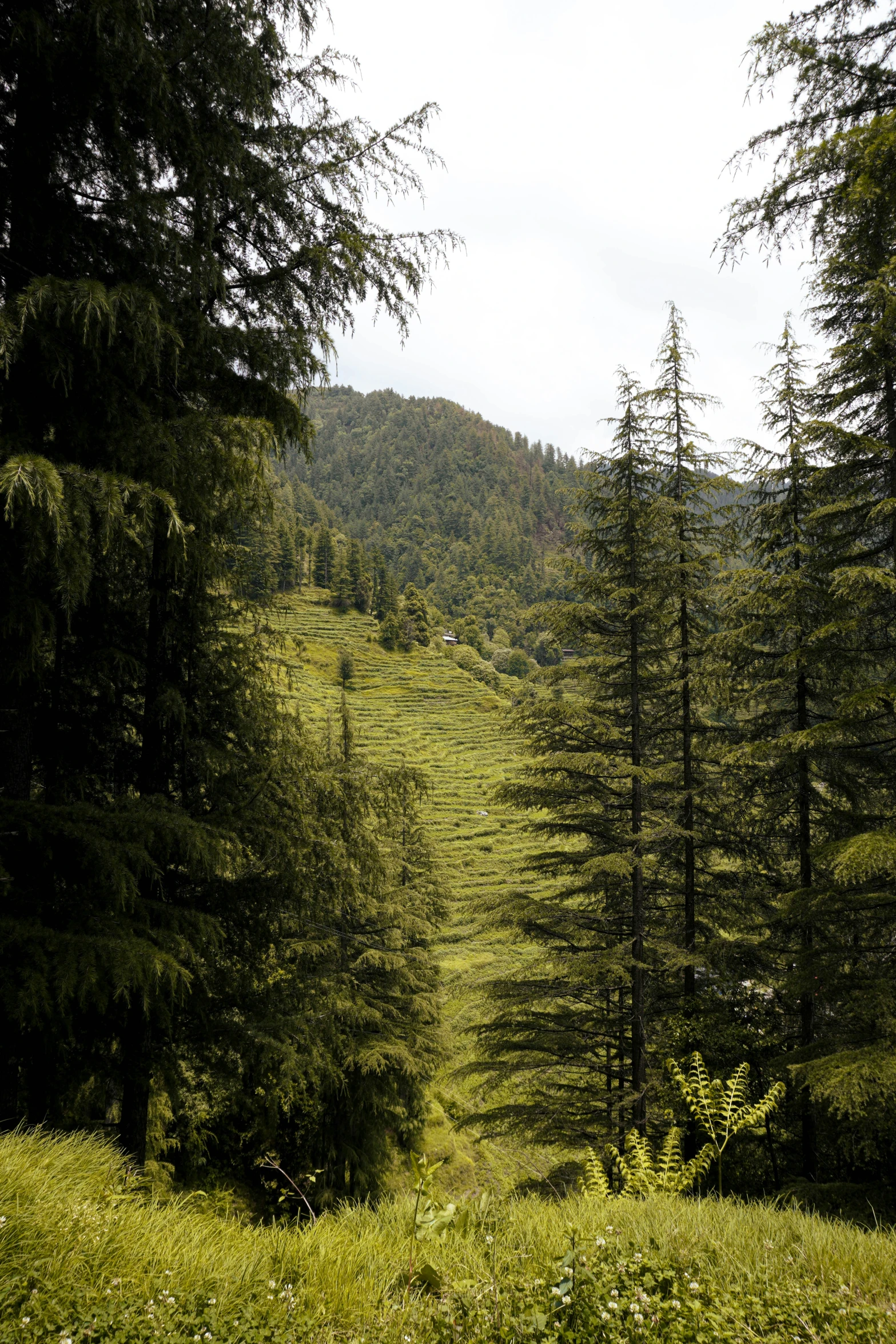 the view of the field and the trees around it