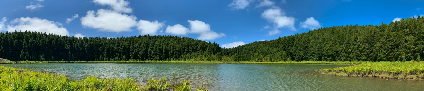 a green area next to the water surrounded by trees