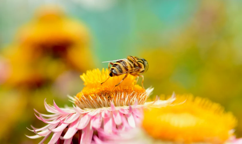 a bee pollking on a flower and another flying close by