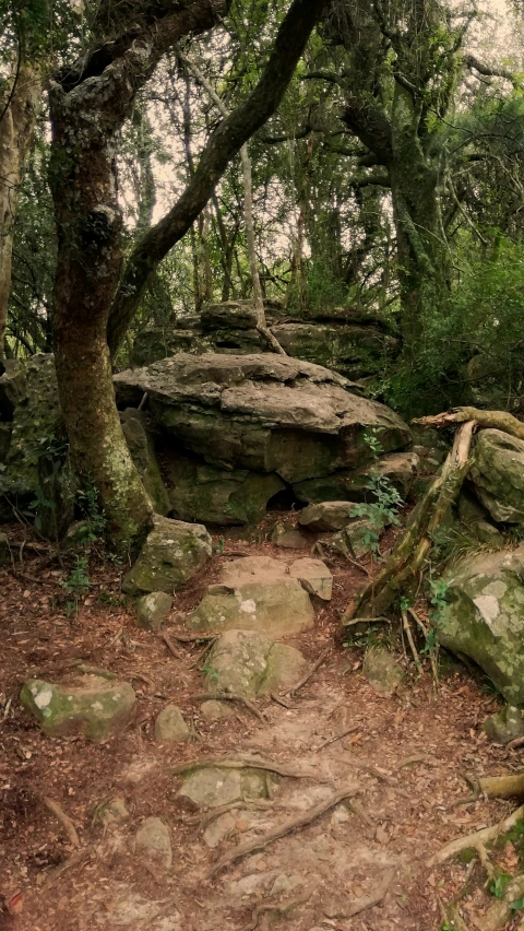 a path in the forest, with rocks and large rocks