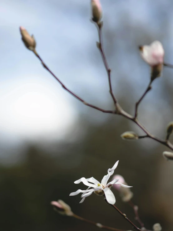 a close up of an almost dead nch with white flowers