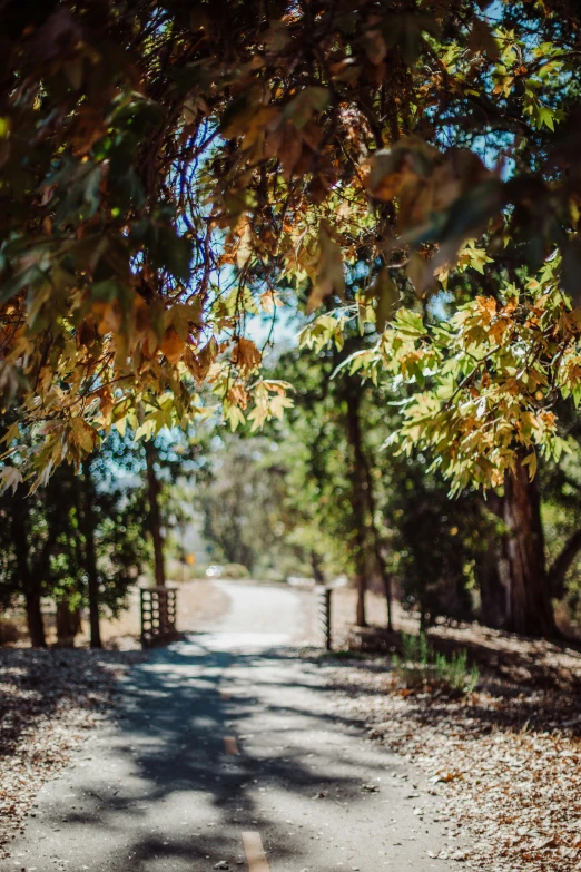 an empty road surrounded by forest and fence