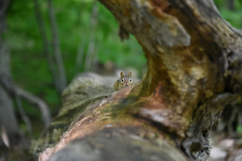 an image of a squirrel sitting in the woods