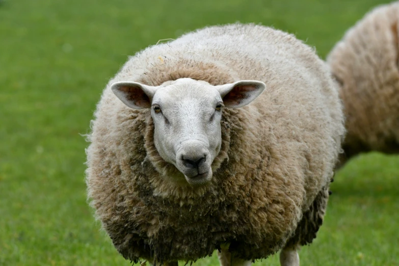 a close up s of two sheep in the grass