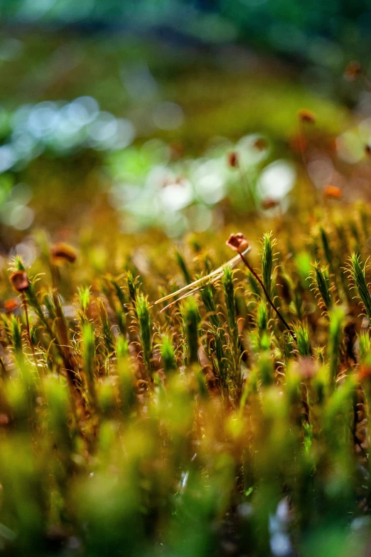 the ground is covered with green and brown grass