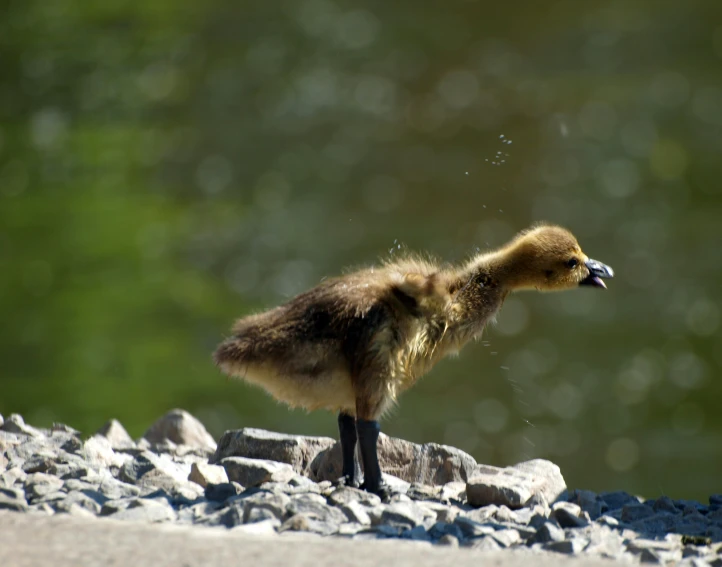 a small duck standing on rocks and gravel