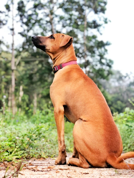 a brown dog sitting on the ground looking up