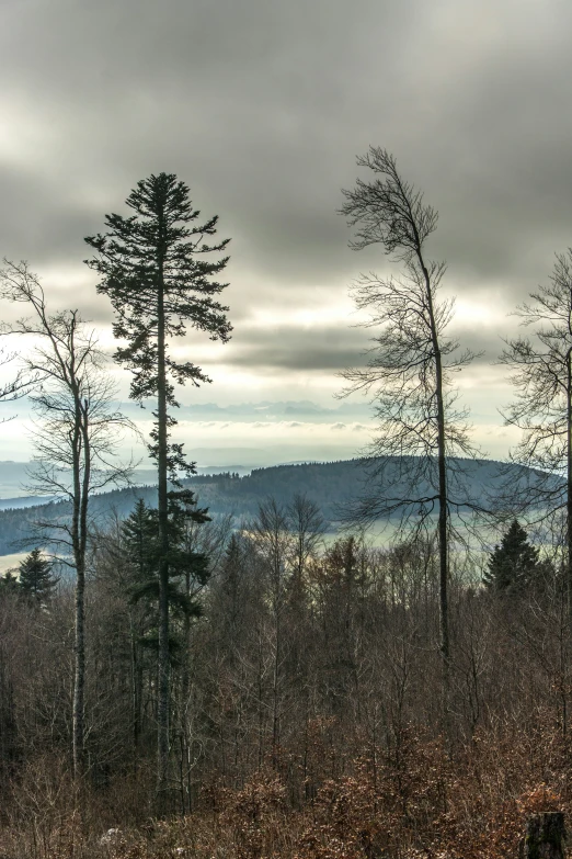 a black and white po of two tall trees on a hill